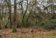 Additional image 13 of Hazel Grove, Surrey GU26