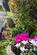 Additional image 32 of Henley Meadows, Tenterden TN30