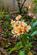 Additional image 24 of Henley Meadows, Tenterden TN30