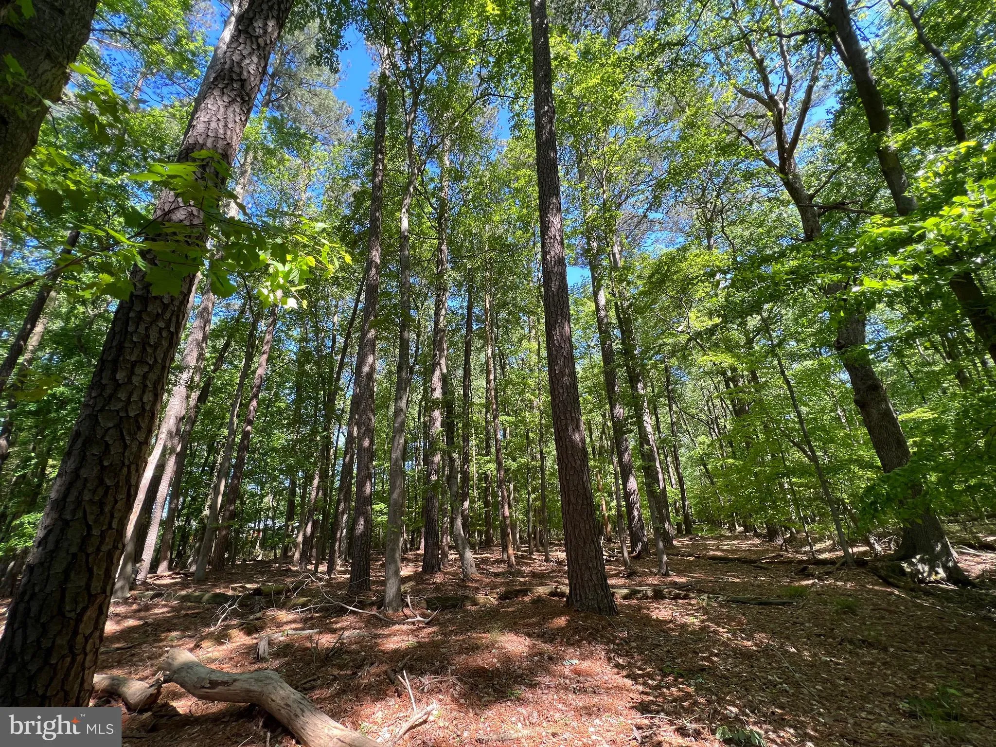 Additional image 24 of Parcel 40 Revells Neck Road, Westover, MD 21871