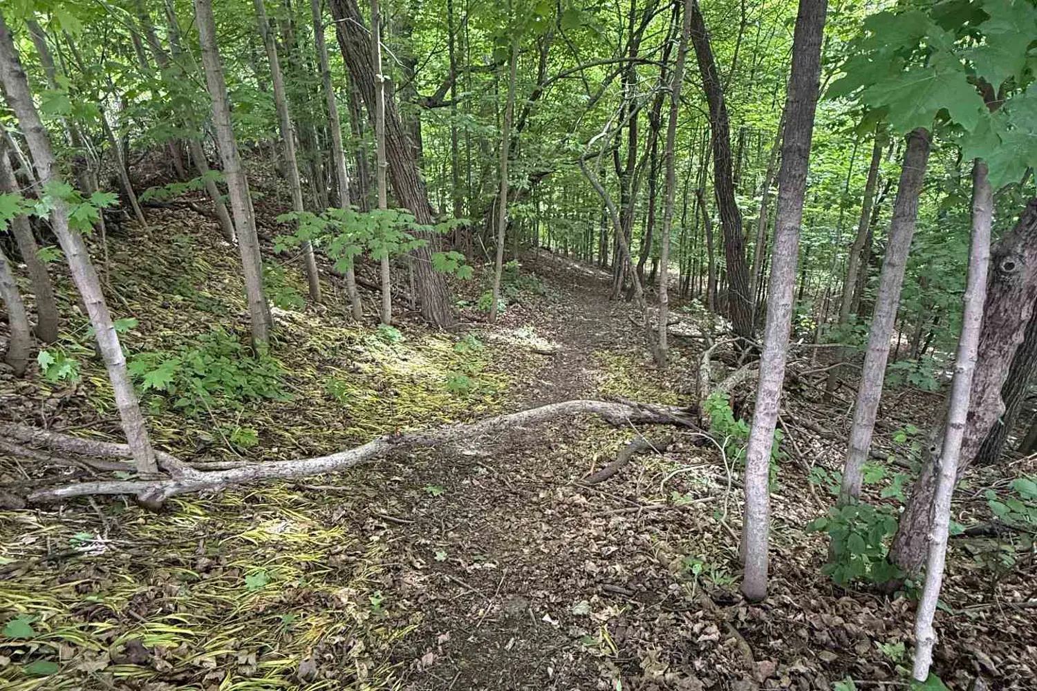 31 Maple Bush Avenue photo 4