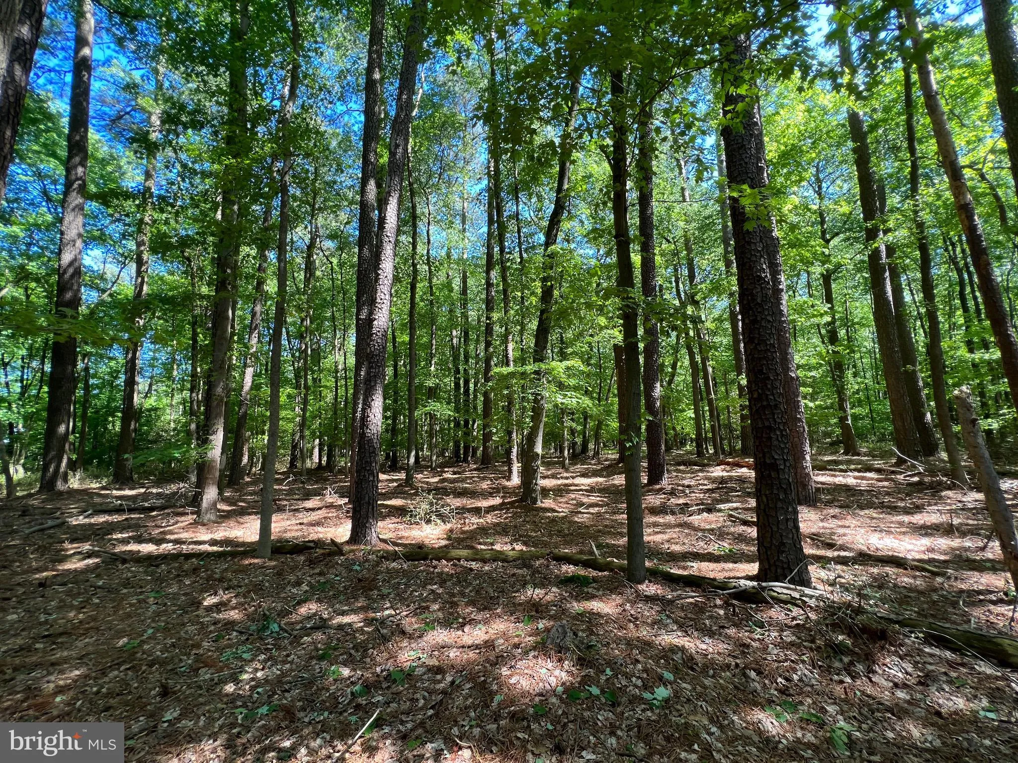 Additional image 27 of Parcel 40 Revells Neck Road, Westover, MD 21871