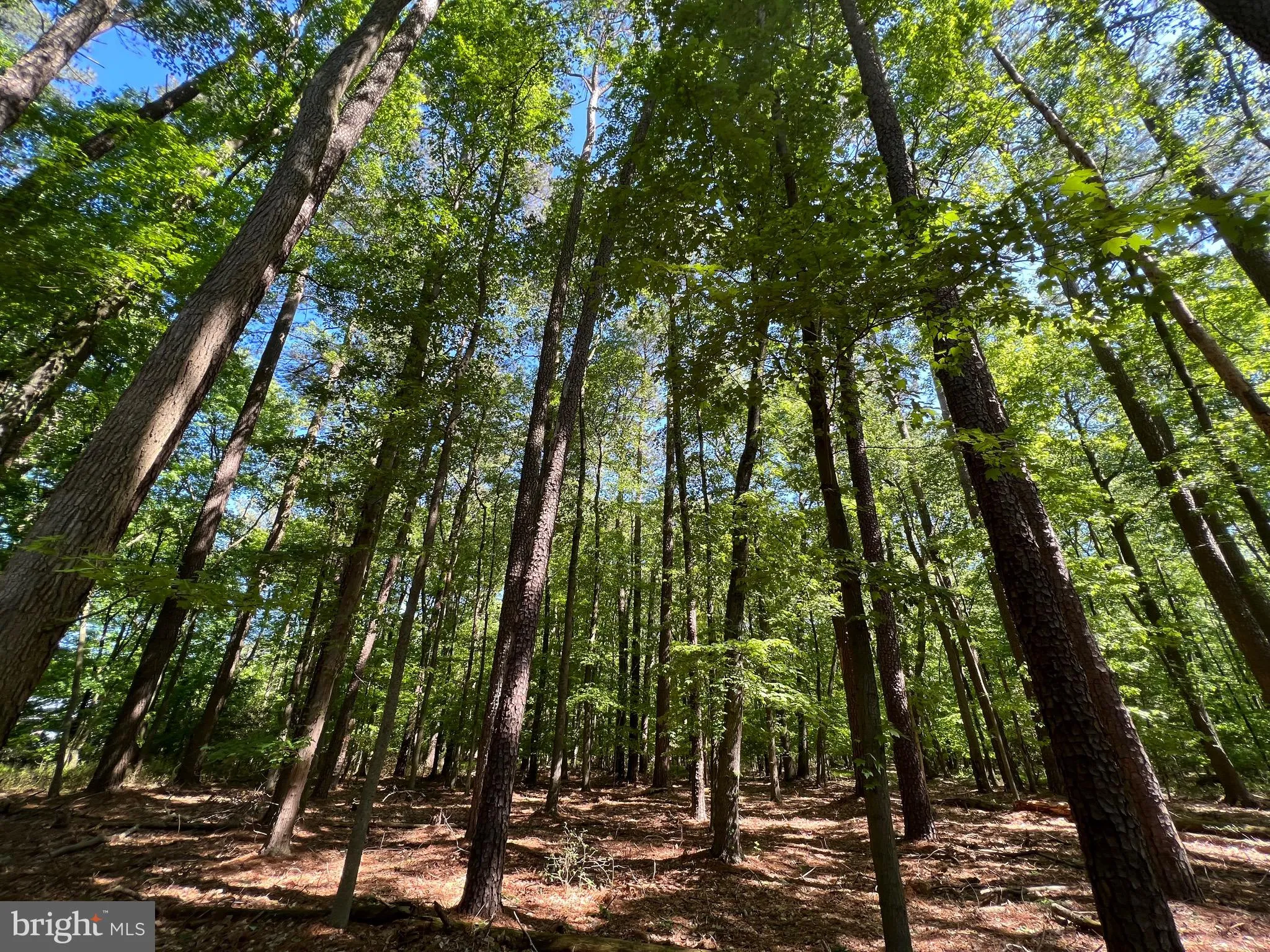 Additional image 32 of Parcel 40 Revells Neck Road, Westover, MD 21871