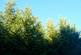 Additional image 25 of Balgair Wood (just under 36 acres), Olgrinmore, Scotscalder, Caithness KW12