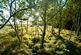 Additional image 3 of Balgair Wood (just under 36 acres), Olgrinmore, Scotscalder, Caithness KW12