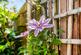 Additional image 18 of Thomas Drive, Prescot