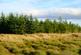 Additional image 6 of Balgair Wood (just under 36 acres), Olgrinmore, Scotscalder, Caithness KW12