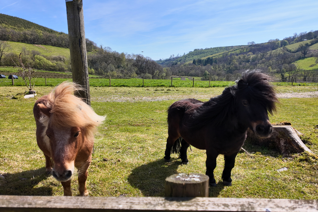Additional image 25 of 3 bed equestrian for saleBryn Dafydd Isaf, Esgardawe, Llandeilo SA19