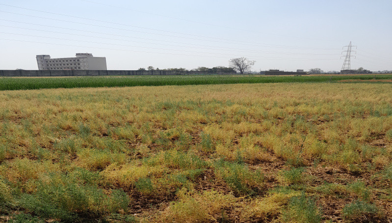 Punpun, Patna