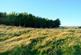 Additional image 11 of Balgair Wood (just under 36 acres), Olgrinmore, Scotscalder, Caithness KW12