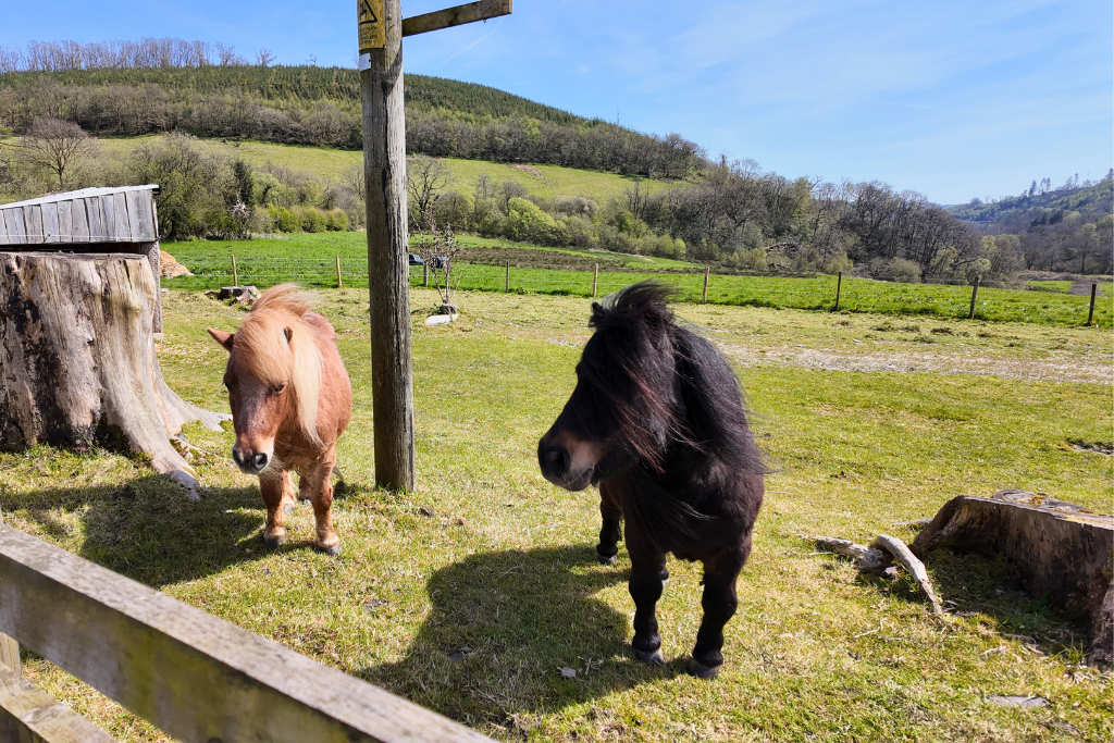 Additional image 53 of 3 bed equestrian for saleBryn Dafydd Isaf, Esgardawe, Llandeilo SA19