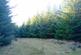 Additional image 24 of Balgair Wood (just under 36 acres), Olgrinmore, Scotscalder, Caithness KW12