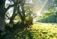 Additional image 19 of Balgair Wood (just under 36 acres), Olgrinmore, Scotscalder, Caithness KW12