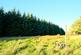 Additional image 23 of Balgair Wood (just under 36 acres), Olgrinmore, Scotscalder, Caithness KW12