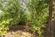 Additional image 24 of Hassock Wood, Keston