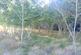 Balgair Wood (just under 36 acres), Olgrinmore, Scotscalder, Caithness KW12