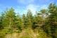 Additional image 2 of Balgair Wood (just under 36 acres), Olgrinmore, Scotscalder, Caithness KW12