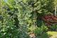 Additional image 20 of Sampford Spiney, Yelverton
