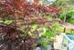 Additional image 32 of Evans Close, Ashley Heath, Ringwood, Hampshire, BH24