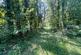 Additional image 10 of Coed Abergwynant Woodland, Penmaenpool, Dolgellau