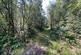 Additional image 6 of Coed Abergwynant Woodland, Penmaenpool, Dolgellau