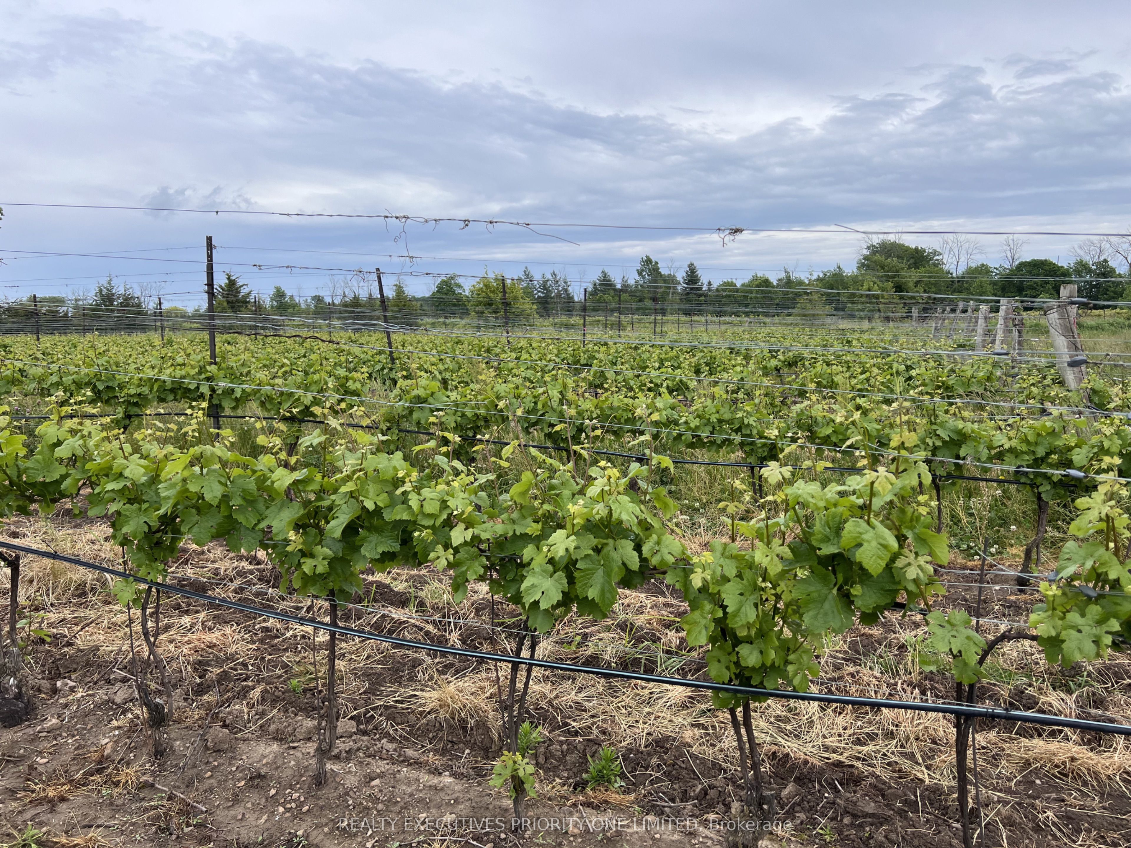 Additional image 5 of 3920 Greenlane Road, Lincoln, ON, L0R 1B1