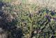 Callington, Cornwall PL14 Bicton Wood West, 94.67 acres (38.31 Ha) photo 4