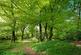 Additional image 2 of Thorntonhall Woodland, Waterfoot Road, Thorntonhall, South Lanarkshire, G74