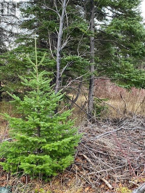 104-108 Highway East Highway East, Victoria, NL, A0A4G0