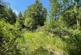 Additional image 4 of Coed Abergwynant Woodland, Penmaenpool, Dolgellau