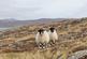 Additional image 7 of Croft 7 Balla, Eriskay, Isle of South Uist, Eilean Siar, HS8