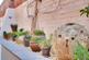 Additional image 27 of Chesterton, Bridgnorth, WV15