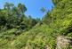 Additional image 11 of Coed Abergwynant Woodland, Penmaenpool, Dolgellau
