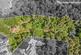 APPROXIMATELY 2.75 ACRES OF BEAUTIFUL WOODLAND photo 3