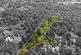 APPROXIMATELY 2.75 ACRES OF BEAUTIFUL WOODLAND photo 2