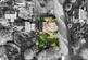 Additional image 3 of Lawson Glade, Cheltenham, GL53