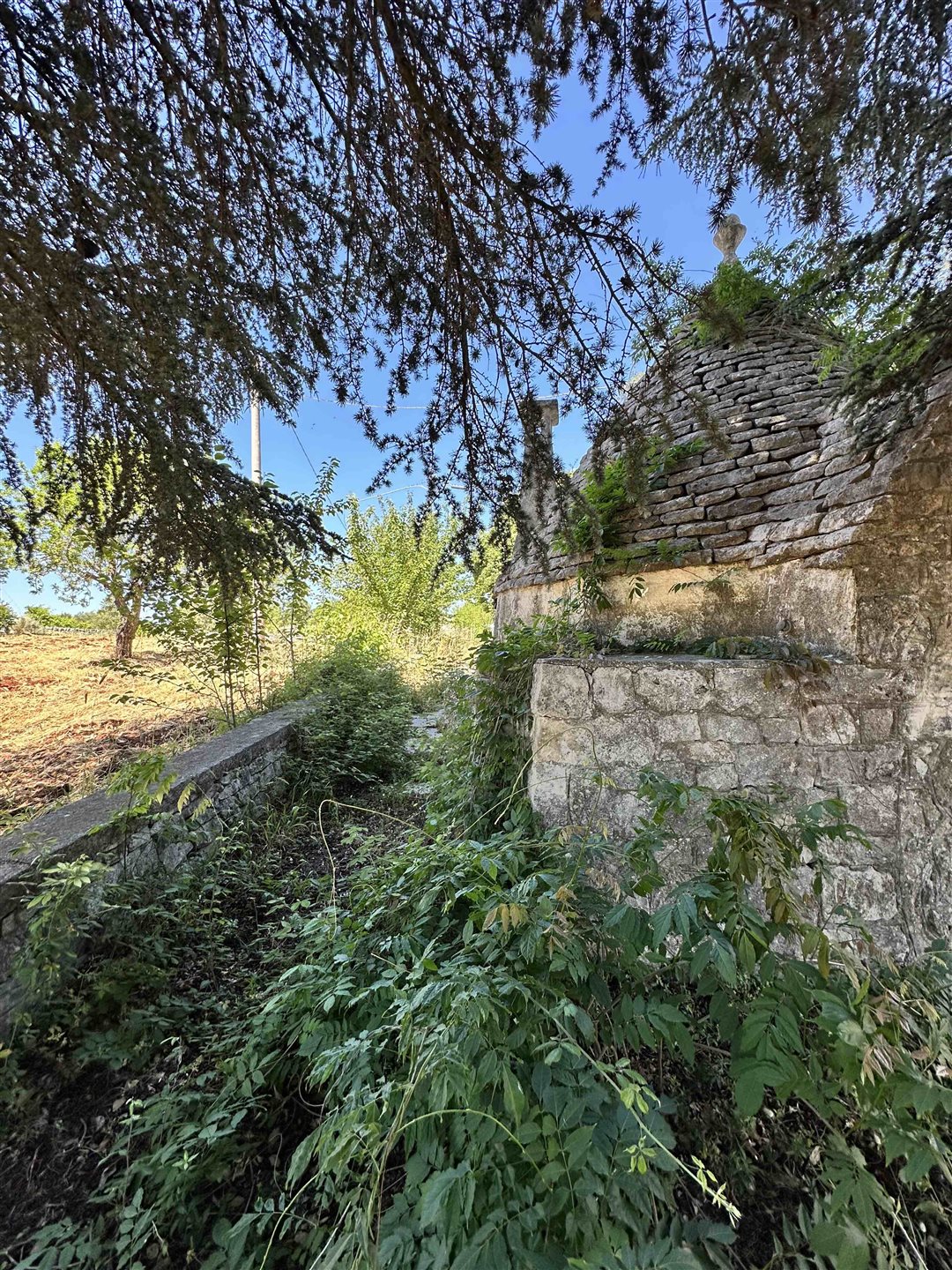 Ostuni (Provincia di Brindisi) photo 3
