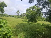 Kinathukadavu, Coimbatore photo 3