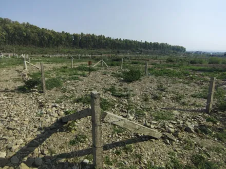 Phulsani, Dehradun