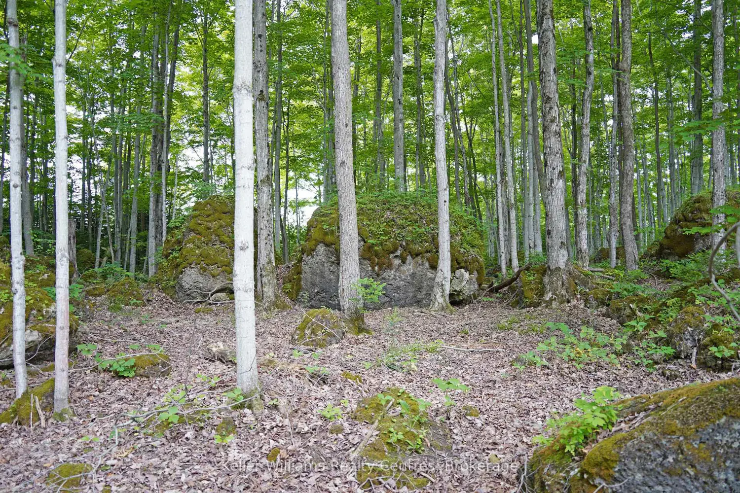 382488 17 Concession Road photo 3