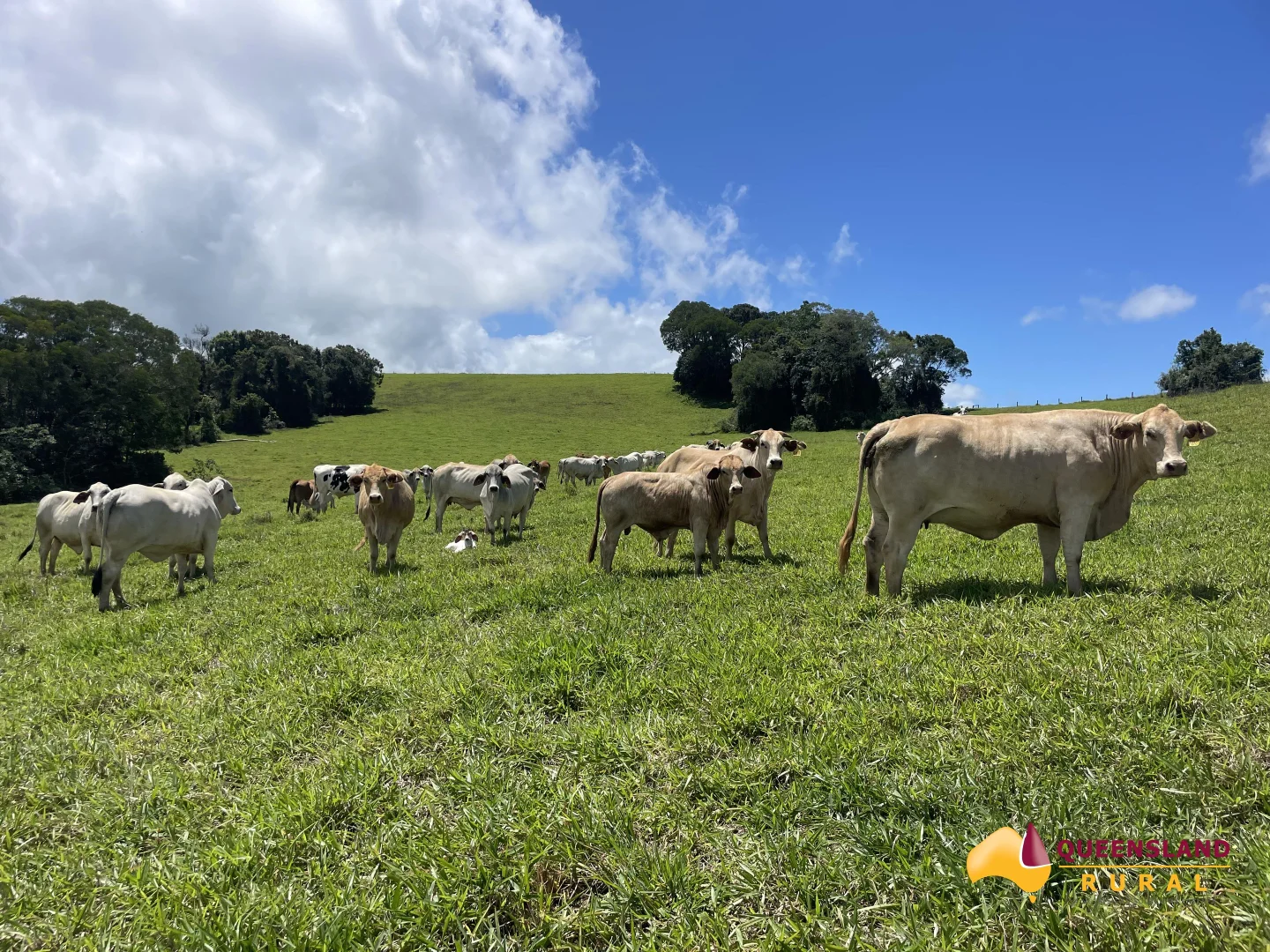 Malanda QLD 4885 photo 4