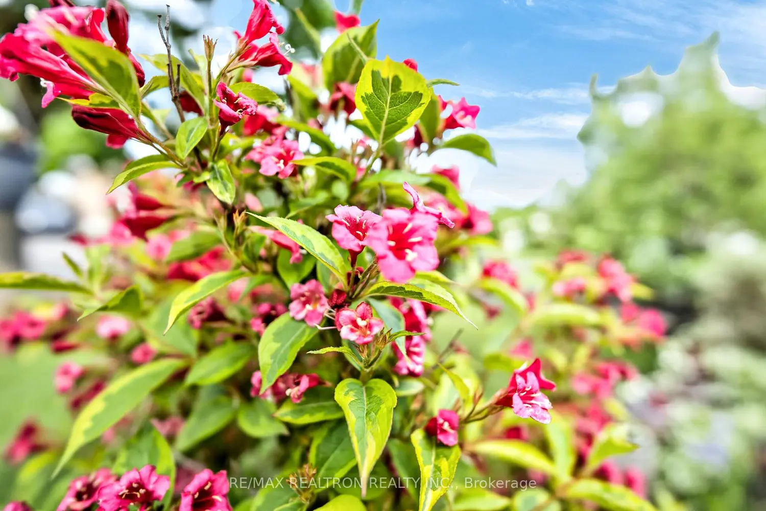 49 Tunmead Square photo 4