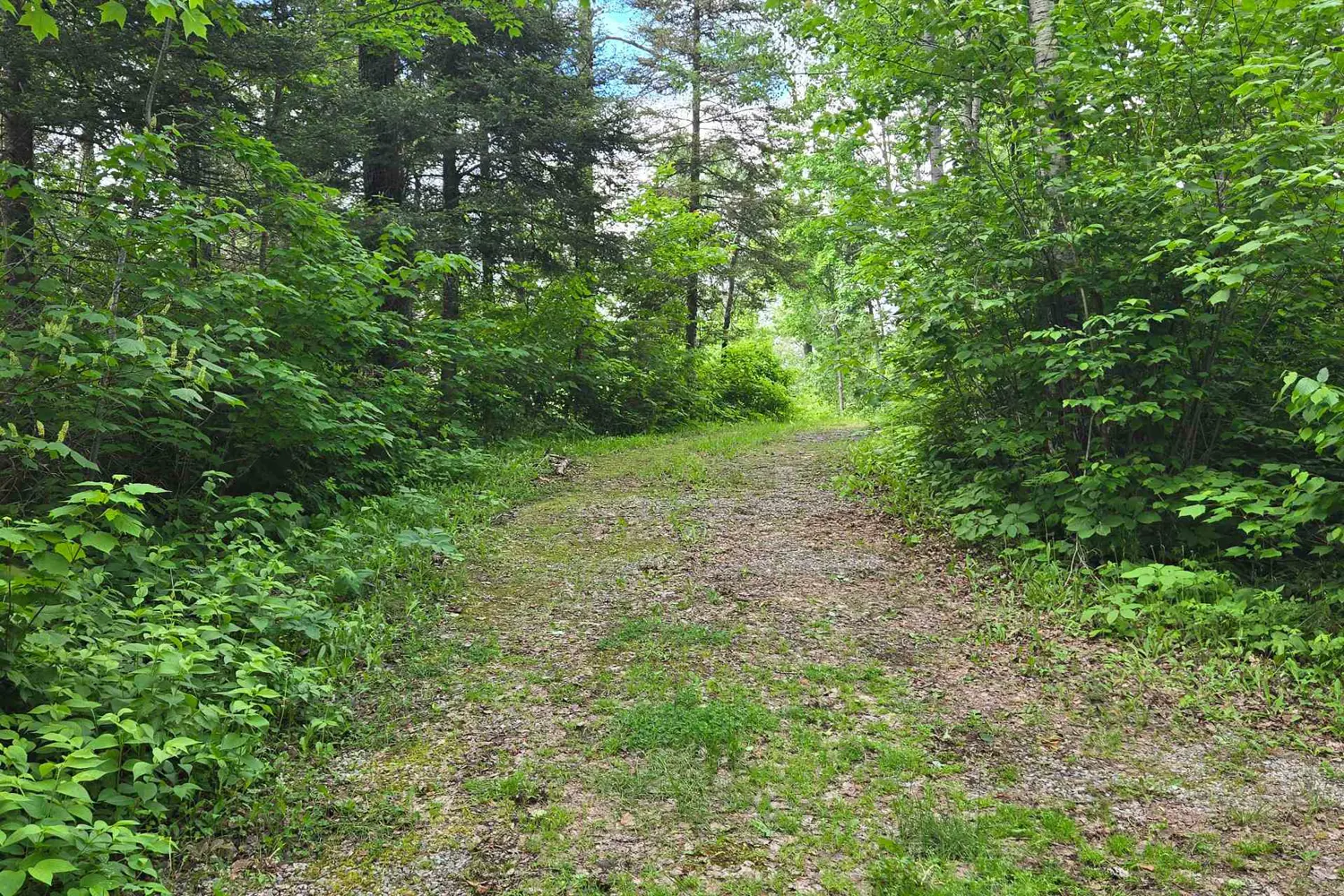 127 White Pine Road photo 2