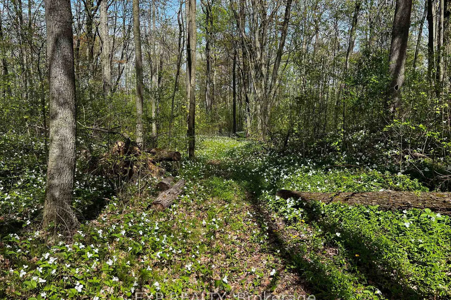 115 Fog Road photo 4