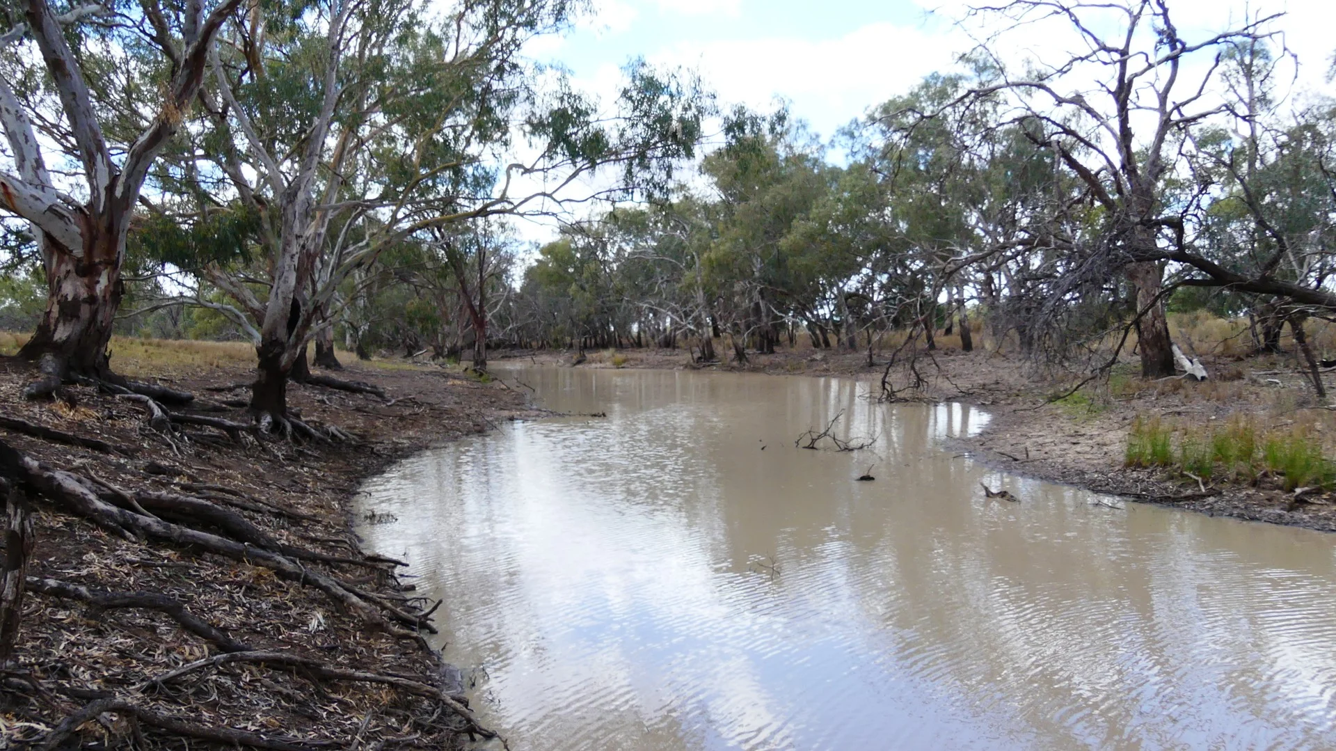 Warren NSW 2824