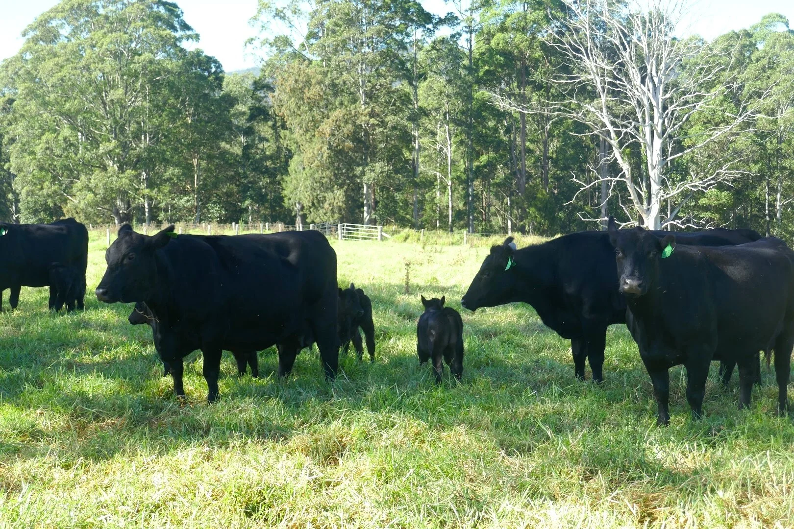 Woodenbong NSW 2476 photo 4