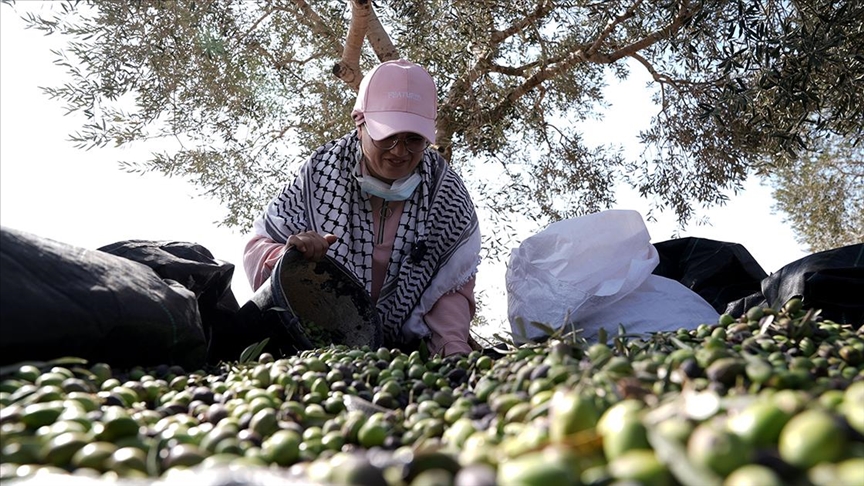 Zeytin hasadı yapan Filistinlilere saldırı: İsrailliler 3 kişiyi yaraladı