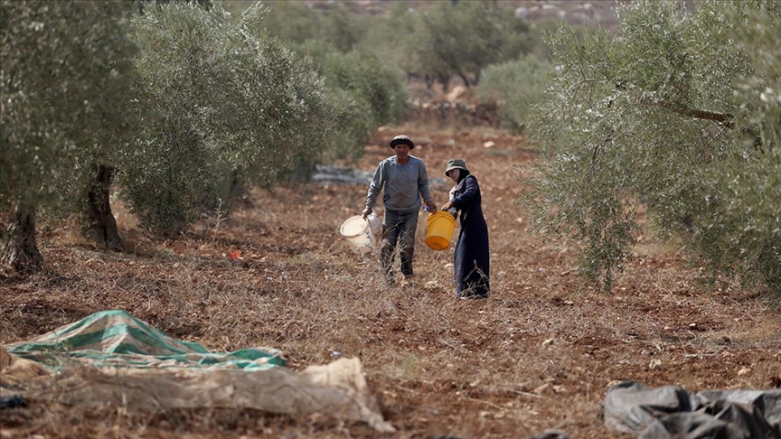 İsrail, Batı Şeria'da Filistinlilerin Zeytin Hasadını Engelliyor