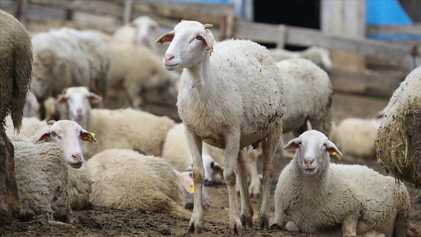 Hayvancılığa yeni destek dönemi: Aile işletmeleri için sınır geldi