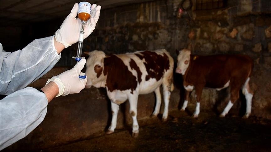 Şap hastalığı kontrol altında: Aşılama oranı yüzde 92'ye ulaştı